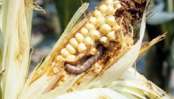 pests cause a huge damage to corn yield in Africa