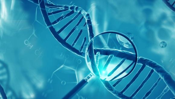 Genomic Language Models Integrating Hierarchical Biological Knowledge